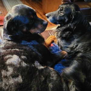 Fundraising Page: Anna Whalen